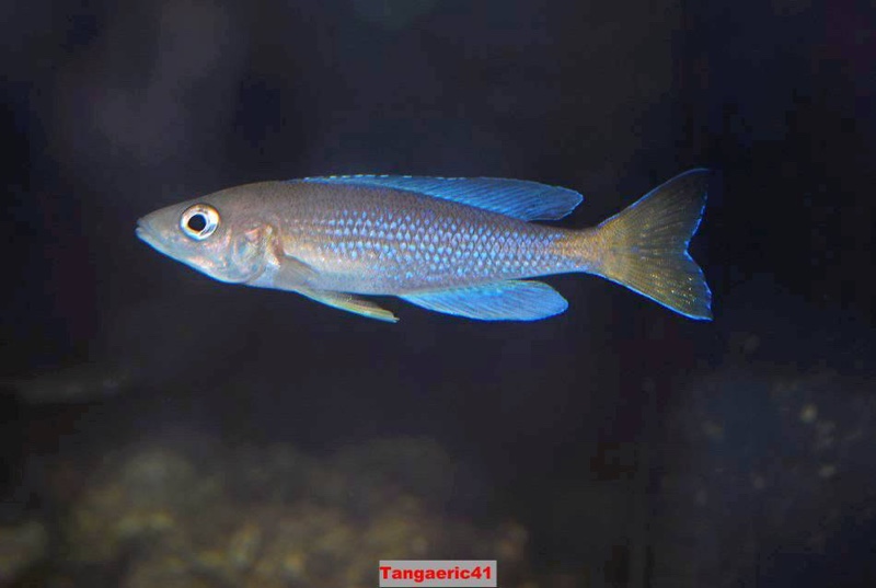 Cyprichromis sp. 'dwarf jumbo' Kigoma